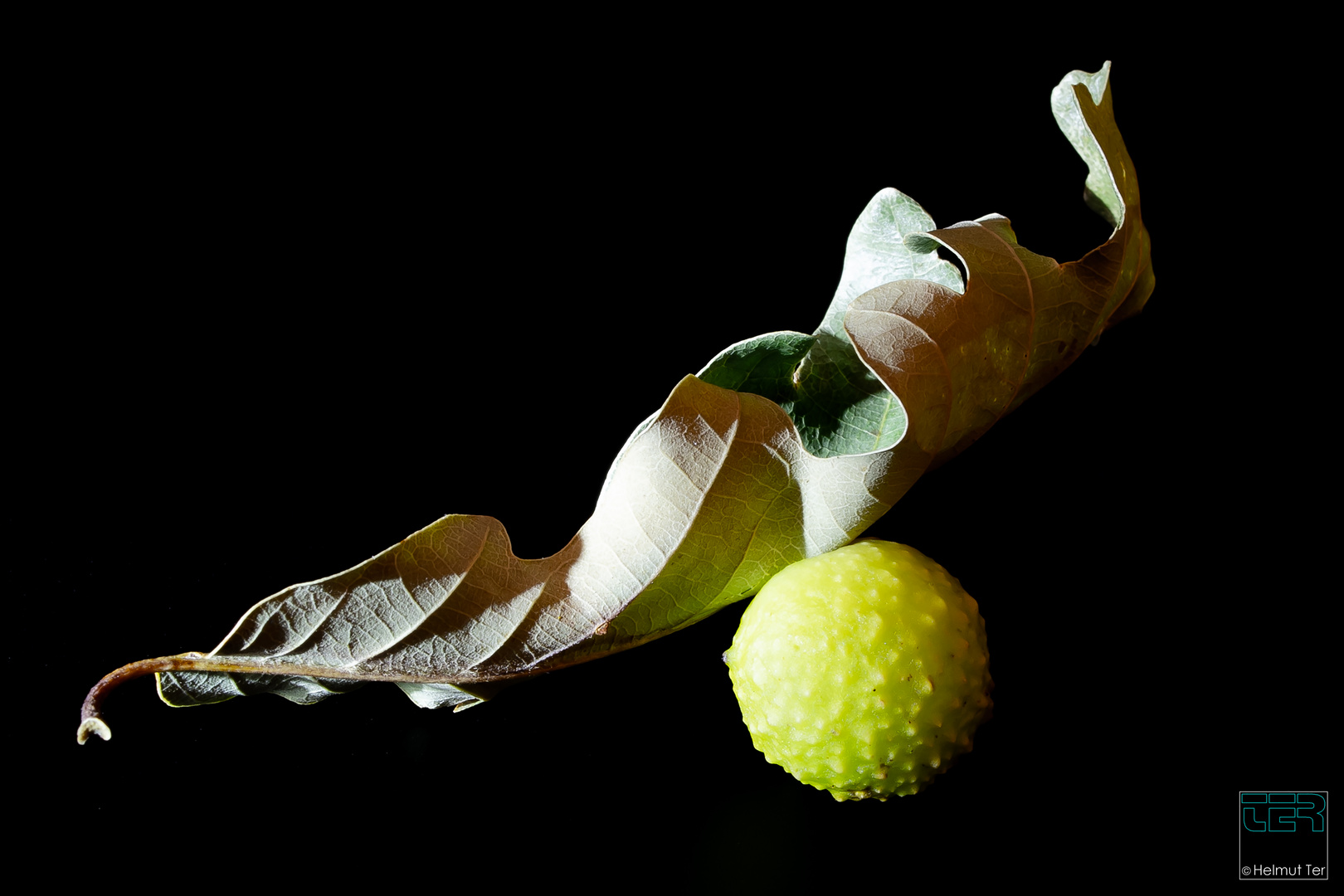 Gemeine Eichengallwespe (Cynips quercus-folii L.)