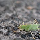 Gemeine Eichenschrecke (Meconema thalassinum)