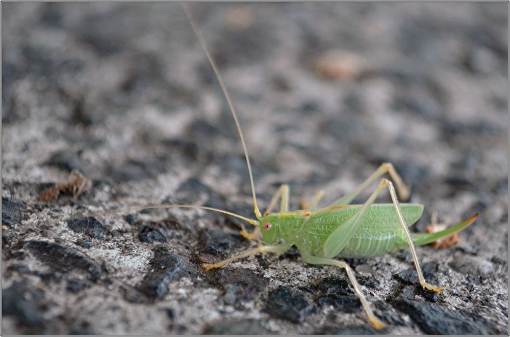 Gemeine Eichenschrecke (Meconema thalassinum)