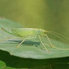 Gemeine Eichenschrecke (Meconema thalassinum), Weibchen