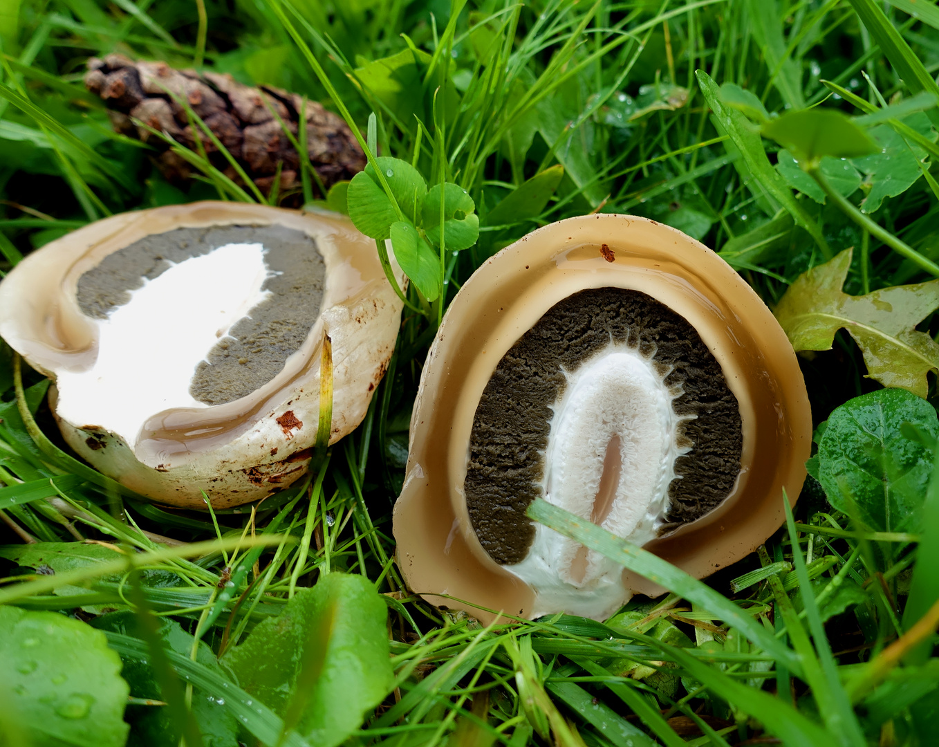 Gemeine Einblicke in den Kern eines Kartoffelbovistes