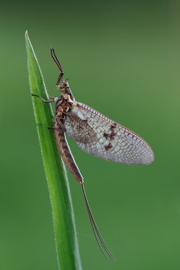 Gemeine Eintagsfliege