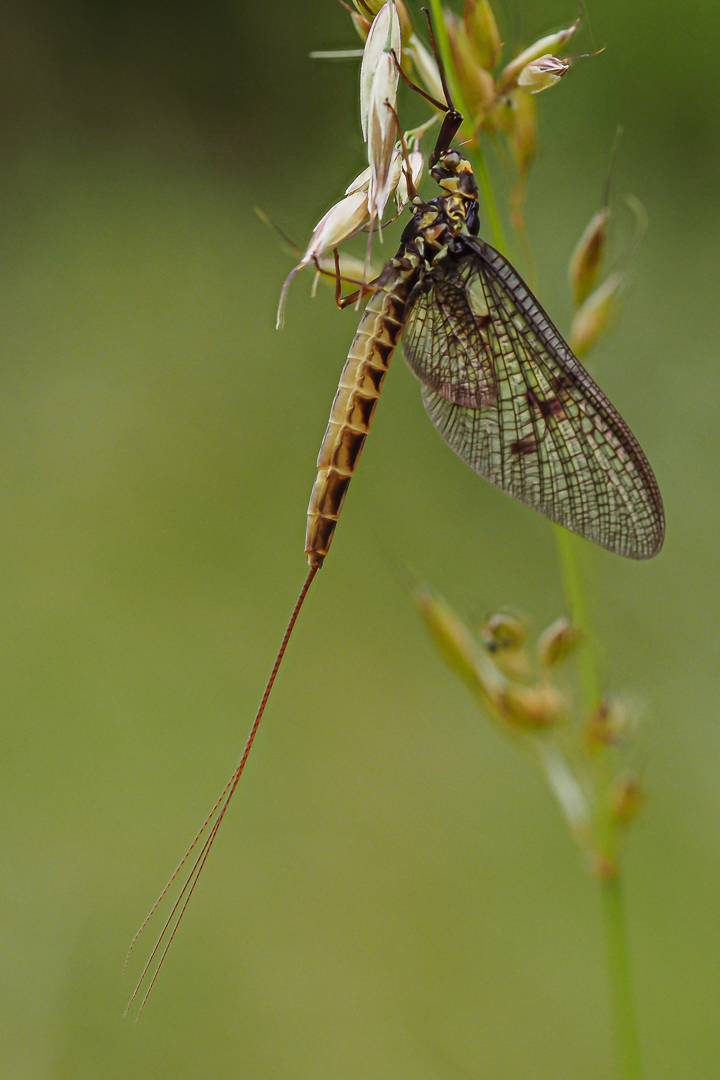 Gemeine Eintagsfliege Foto & Bild fotos, makro, natur Bilder auf