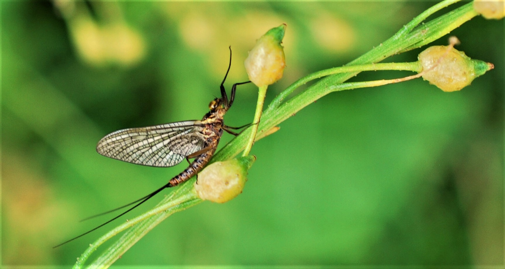 gemeine Eintagsfliege