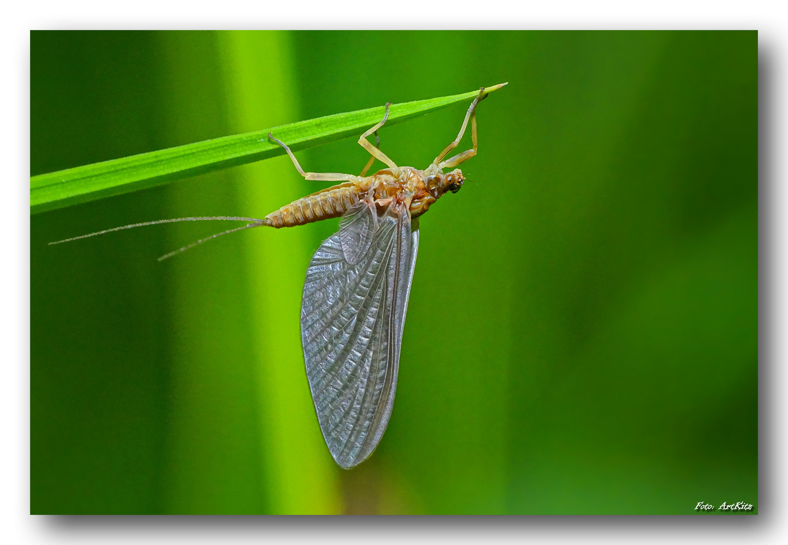 Gemeine Eintagsfliege - Ephemera vulgata