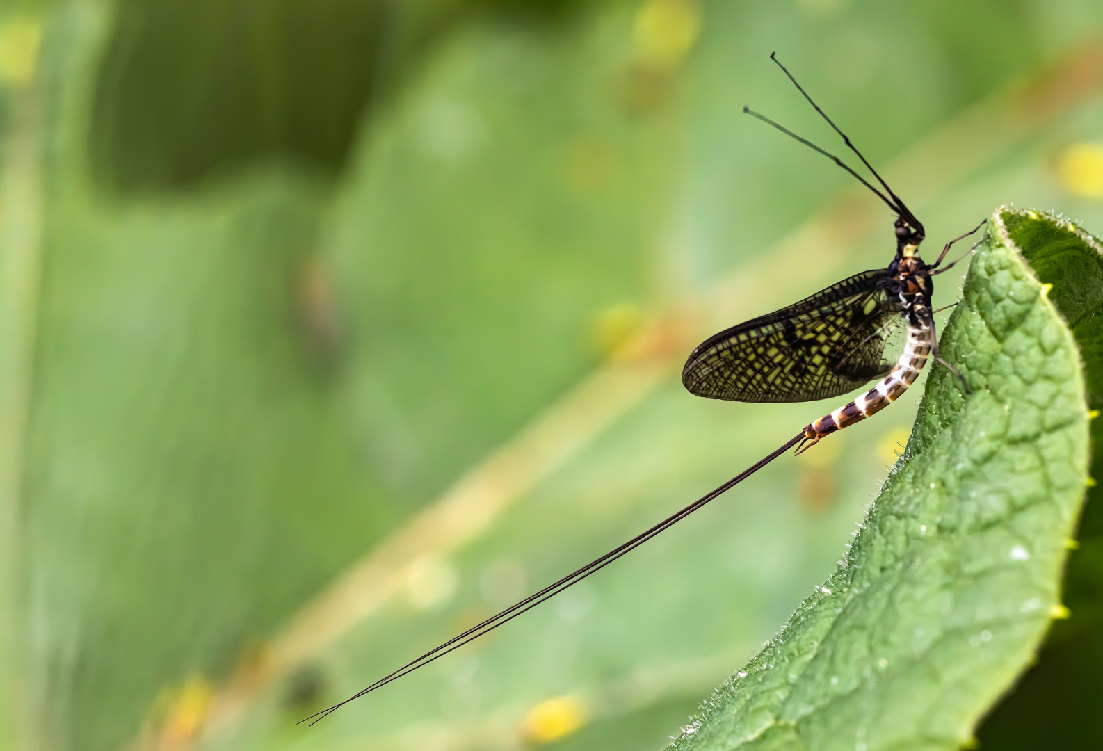 Gemeine Eintagsfliege