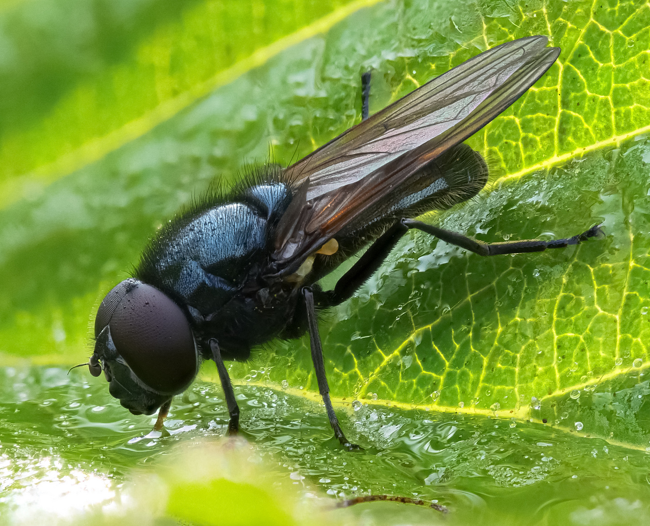 Gemeine Erzschwebfliege