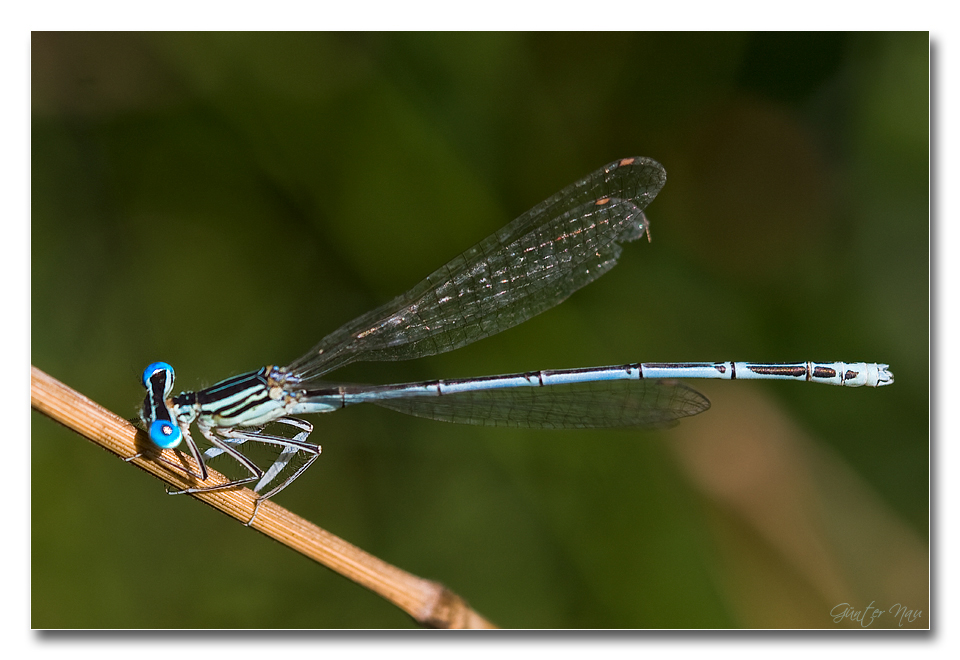 Gemeine Federlibelle ( Männchen )