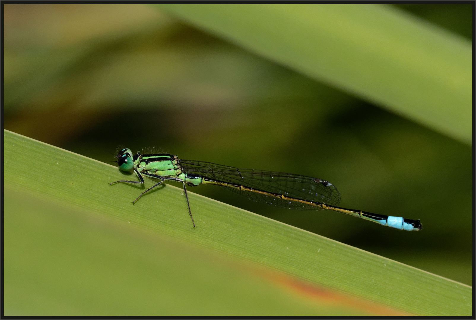 Gemeine Federlibelle (Platycnemis pennipes) 2