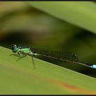 Gemeine Federlibelle (Platycnemis pennipes) 2