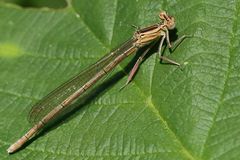 Gemeine Federlibelle (Platycnemis pennipes)