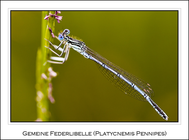 Gemeine Federlibelle (Platycnemis pennipes)