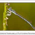 Gemeine Federlibelle (Platycnemis pennipes)