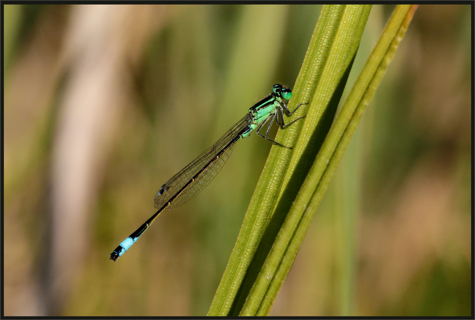 Gemeine Federlibelle (Platycnemis pennipes) 