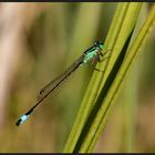 Gemeine Federlibelle (Platycnemis pennipes) 