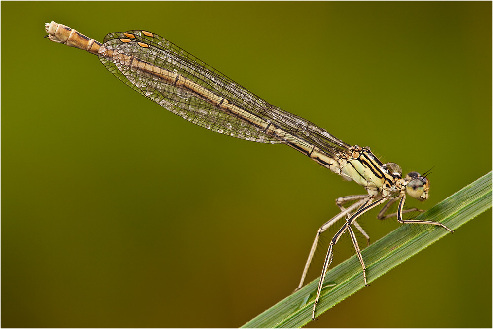 Gemeine Federlibelle (Platycnemis pennipes) (Weibchen)