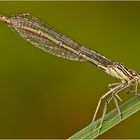 Gemeine Federlibelle (Platycnemis pennipes) (Weibchen)