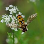 Gemeine Feldschwebfliege 2