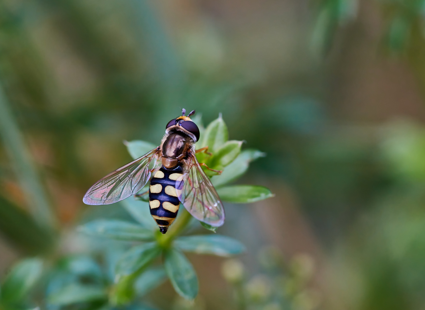 Gemeine Feldschwebfliege