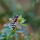 Gemeine Feldschwebfliege