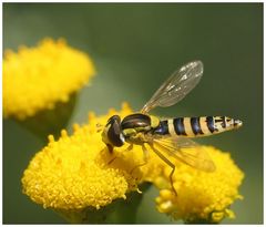 Gemeine Feldschwebfliege