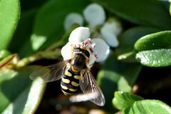 Gemeine Feldschwebfliege auf Futtersuche