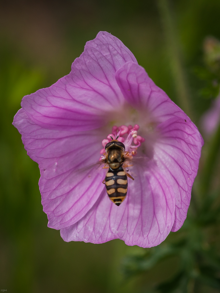 Gemeine Feldschwebfliege