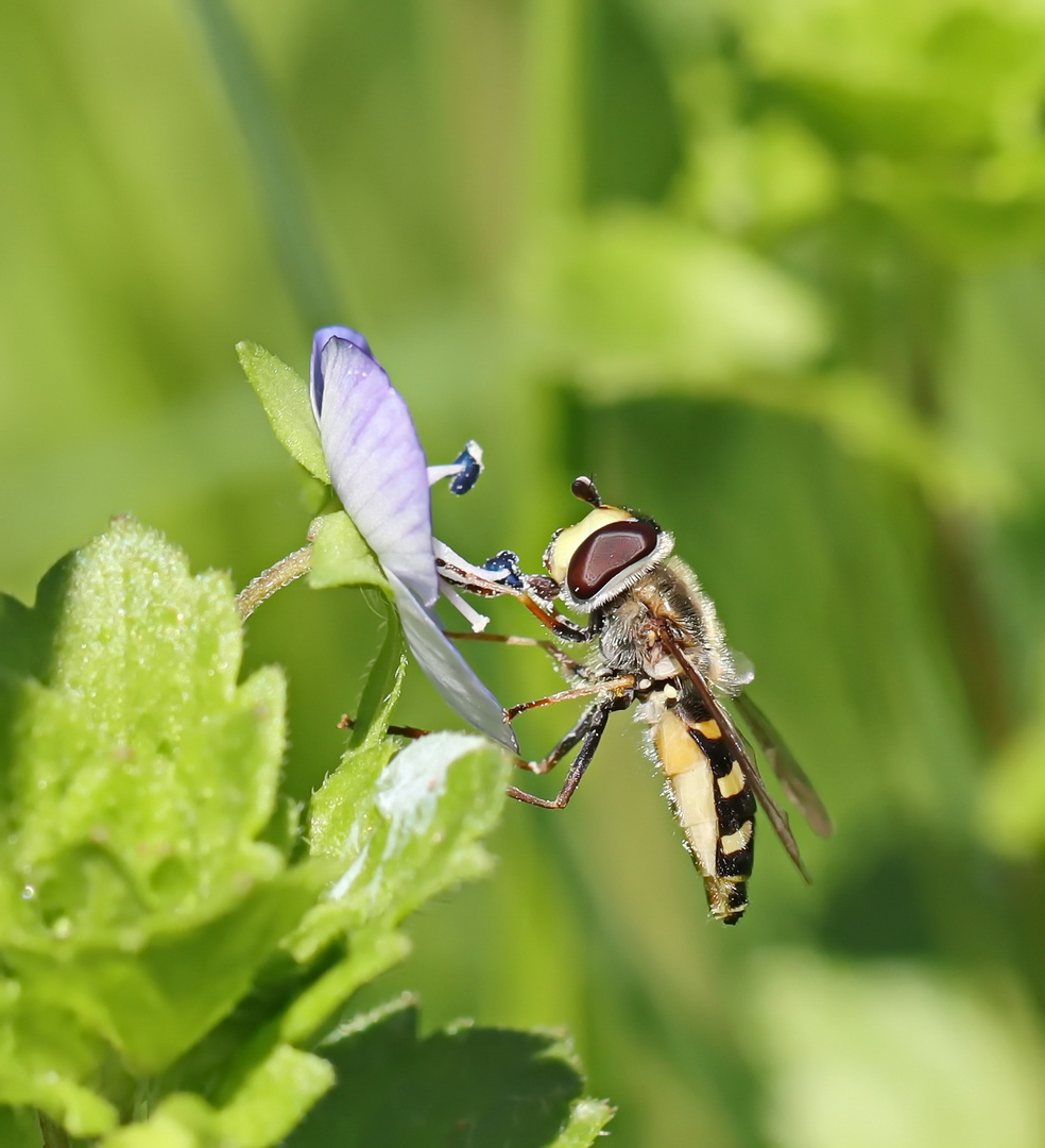 Gemeine Feldschwebfliege