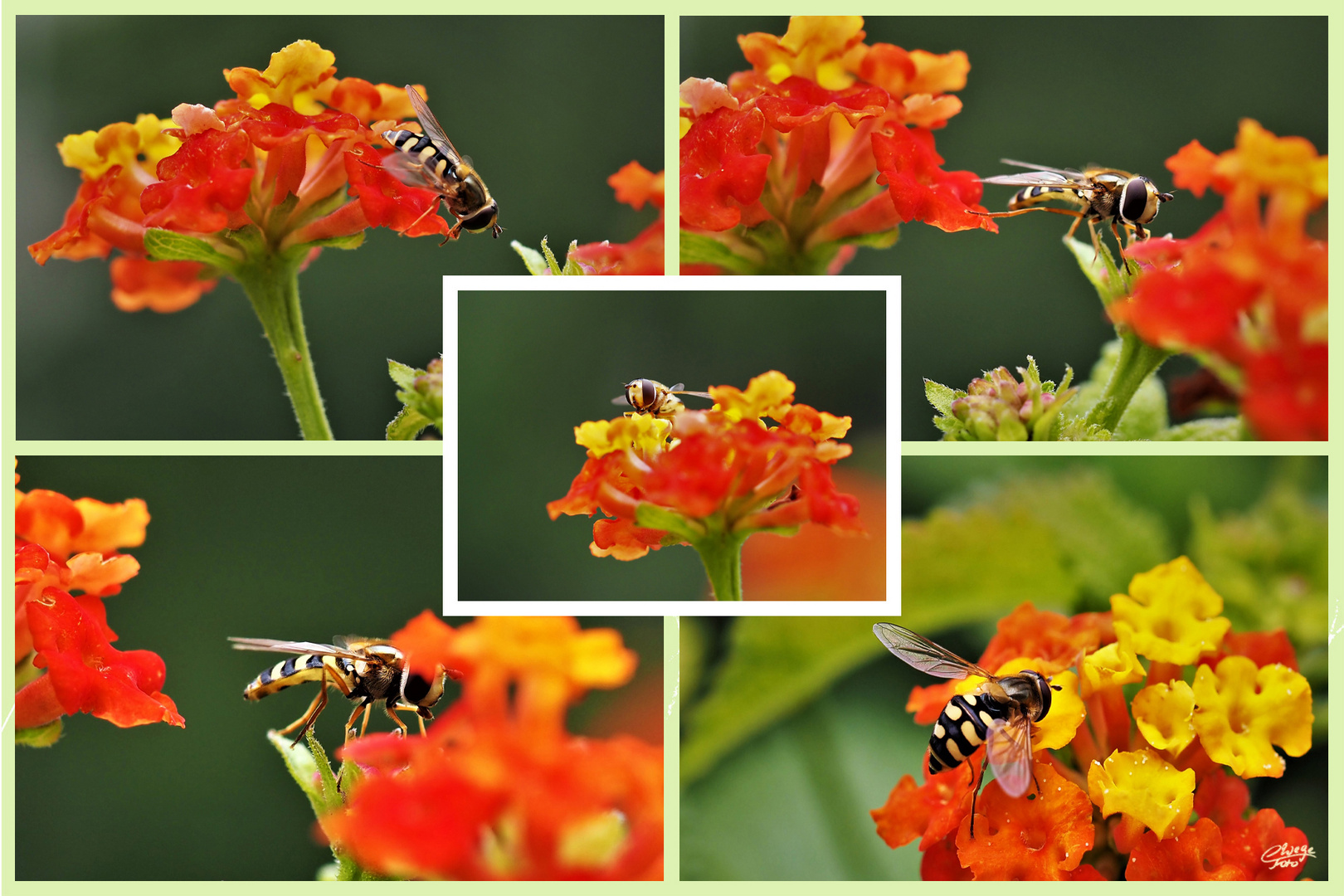 Gemeine Feldschwebfliege (Collage)