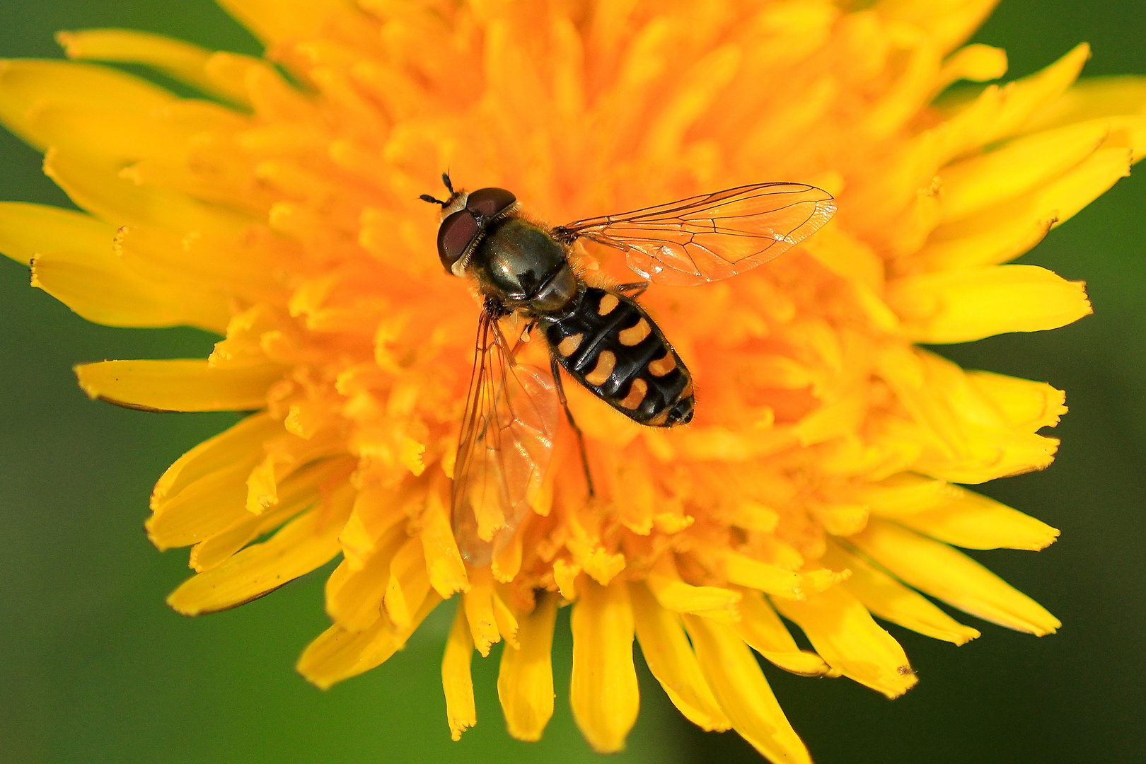 gemeine Feldschwebfliege                                                               