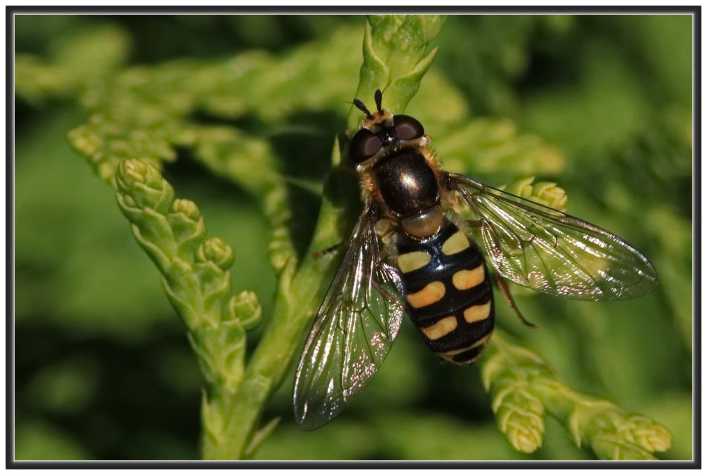 Gemeine Feldschwebfliege [Eupeodes corollae]