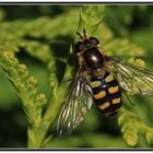 Gemeine Feldschwebfliege [Eupeodes corollae]