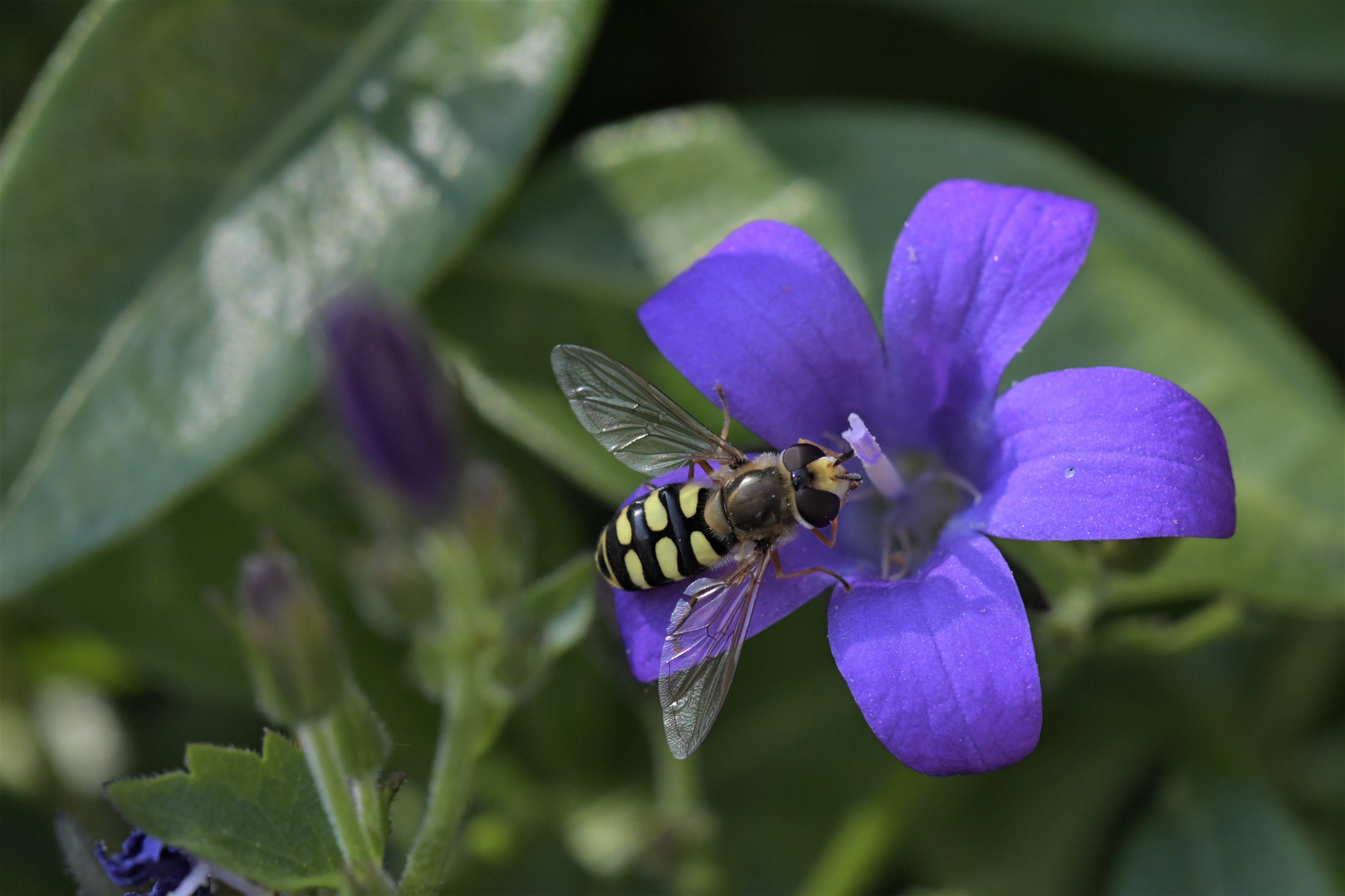  gemeine Feldschwebfliege Eupeodes corollae