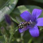  gemeine Feldschwebfliege Eupeodes corollae