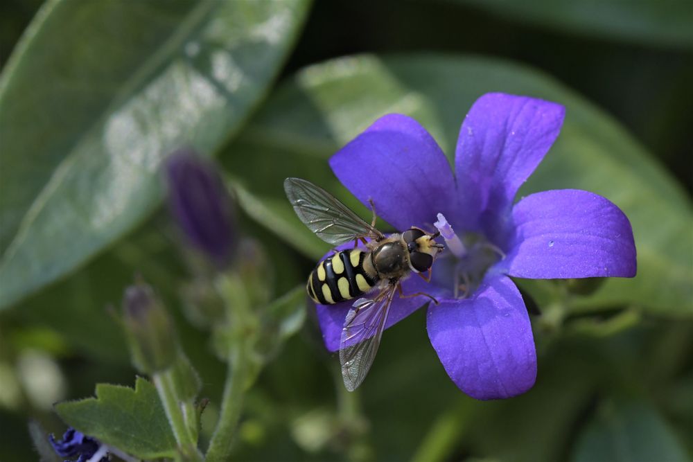  gemeine Feldschwebfliege Eupeodes corollae