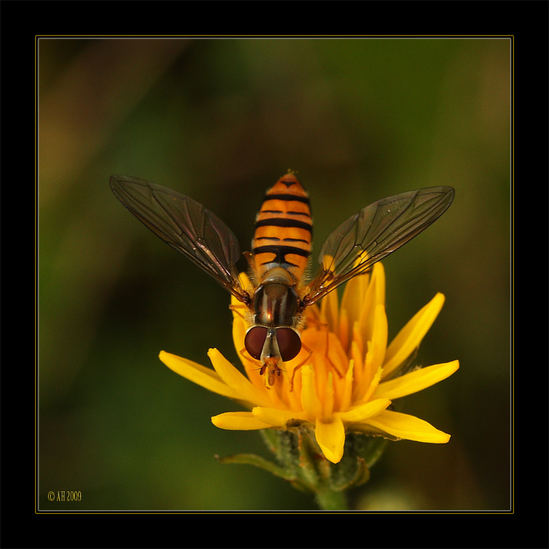 Gemeine Feldschwebfliege (Eupeodes corollae)