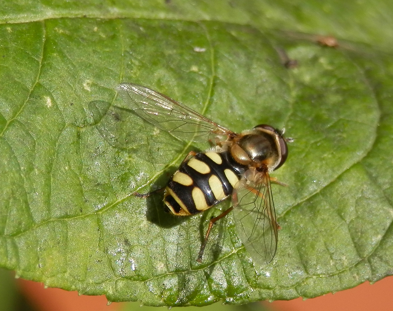 Gemeine Feldschwebfliege - Eupeodes corollae