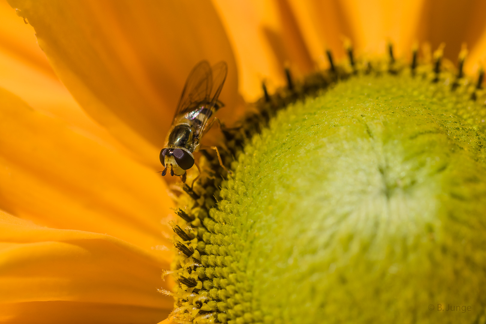 Gemeine Feldschwebfliege