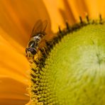 Gemeine Feldschwebfliege