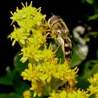 Gemeine Feldschwebfliege, Metasyrphus corollae