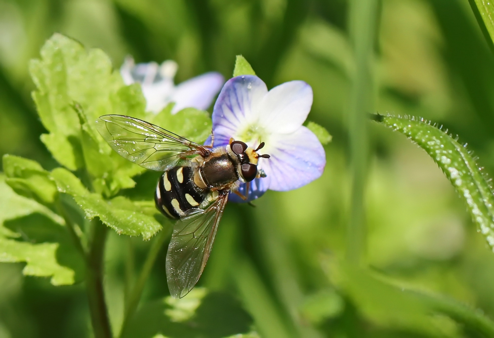 Gemeine Feldschwebfliege,Eupeodes corollae