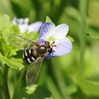 Gemeine Feldschwebfliege,Eupeodes corollae