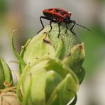 Gemeine Feuerwanze