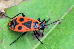 Gemeine Feuerwanze (Pyrrhocoris apterus)