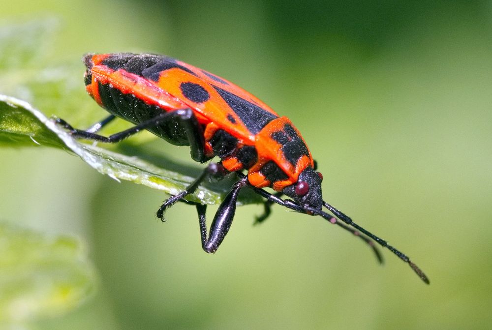 Gemeine Feuerwanze (Pyrrhocoris apterus)