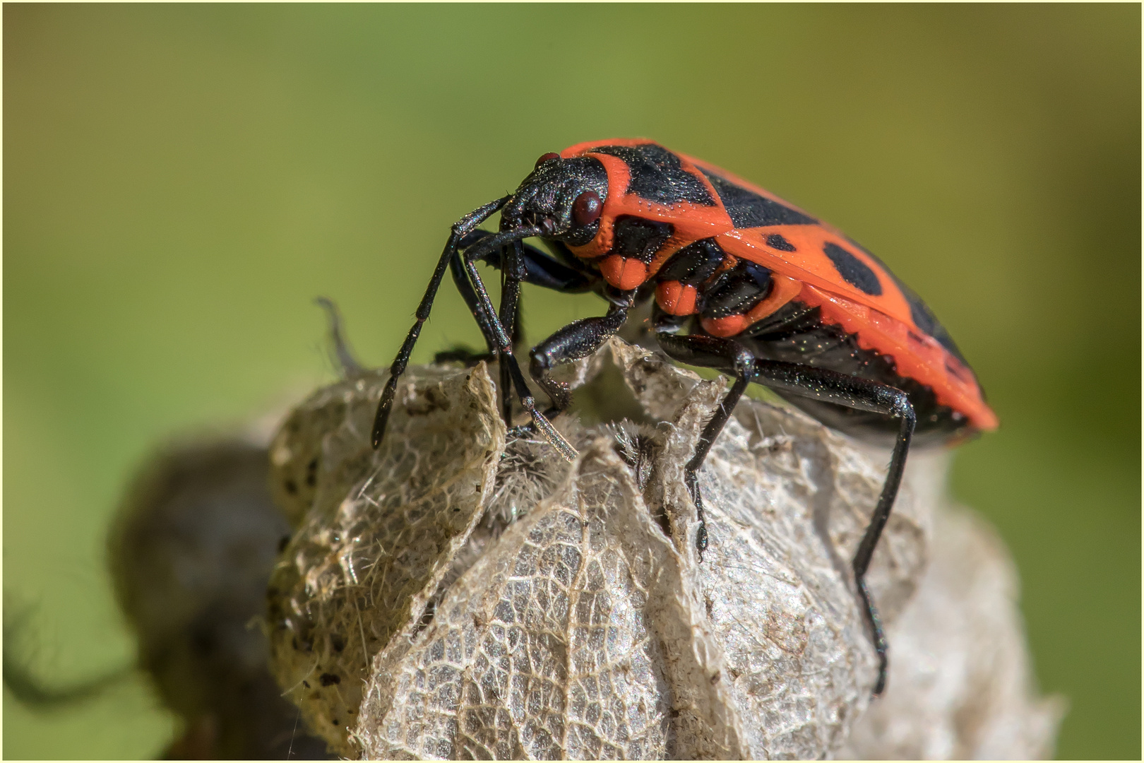 Gemeine Feuerwanze (Pyrrhocoris apterus)  .....