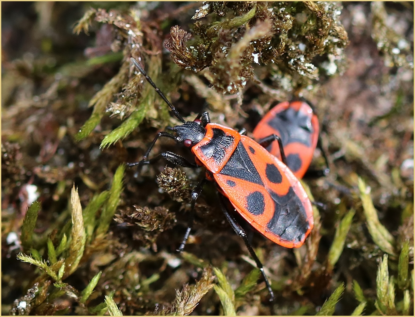 Gemeine Feuerwanze (Pyrrhocoris apterus).