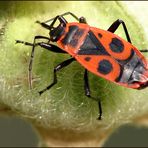 ~~ Gemeine Feuerwanze (Pyrrhocoris apterus) ~~