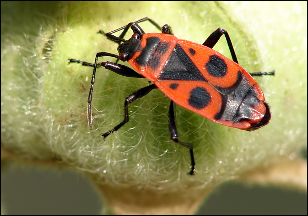 ~~ Gemeine Feuerwanze (Pyrrhocoris apterus) ~~