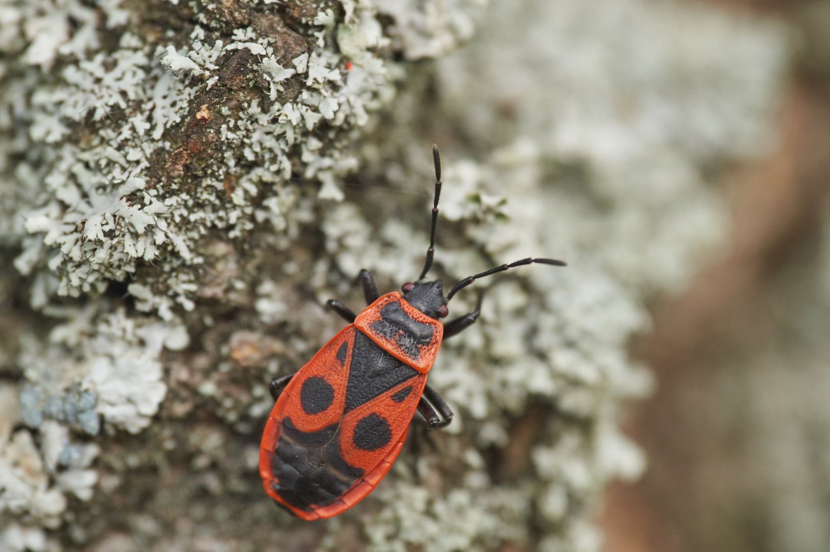 Gemeine Feuerwanze (Pyrrhocoris apterus)